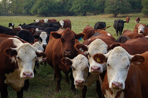 Peel Responds to the Cattle Market Downturn 