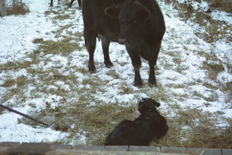 Producers Need to Ensure Cows are Getting Proper Energy Requirements in Cold Weather