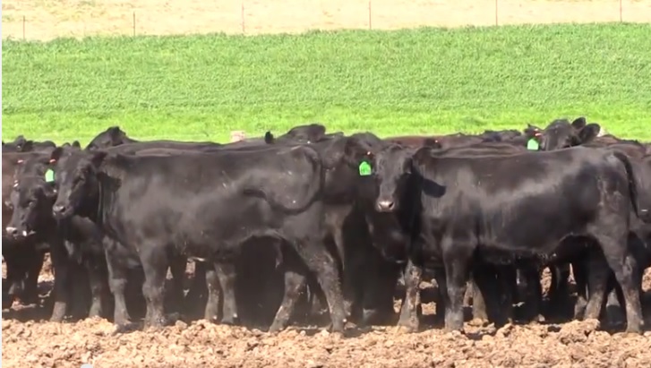 Genomics:  A Gateway Technology to Cattle Herd Management in the Future