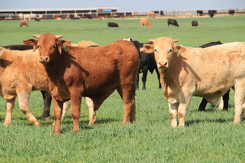 Poorly Executed Deworming in Your Beef Herd Can Hurt Your Bottom Line- 
