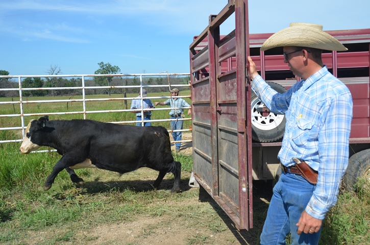 Texas A&M's Ron Gill Talks Tips for Loading and Unloading Cattle