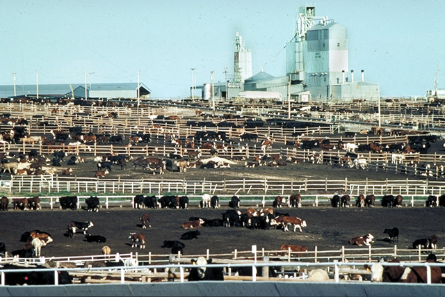 Is Now the Time to Retain Ownership of Cattle at the Feedlot - Dr. Darrell Peel Has the Facts