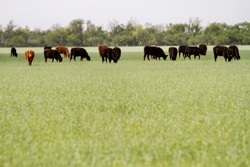 Is Your Forage Management Compromised? These Tips Could Save Your Bottom Line