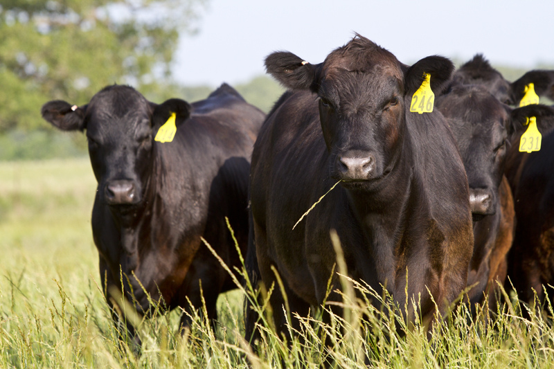 Understanding Transparency a Big Step in Getting Your Arms Around Sustainable Beef Production
