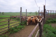 Tricks of the Trade - Low Stress Cattle Handling Advice from Leading Expert Dr. Tom Noffsinger