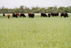 To Graze or Not to Graze Cattle, That is the Question