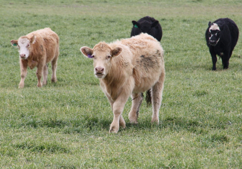 Producers Ought to be Planning for What is Ahead, Given the Current Status of the Cattle Business