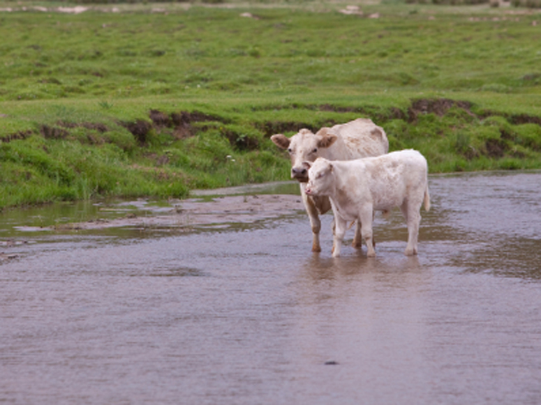 Supreme Court Answers NCBA's Call to Action for Intervention in the Fight Against WOTUS