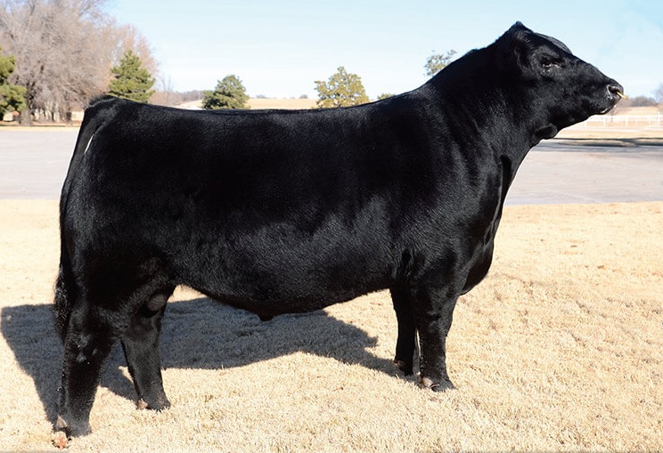 Good Genetics and Hard Work - the Secrets Behind the Success of Express Ranches' Seedstock