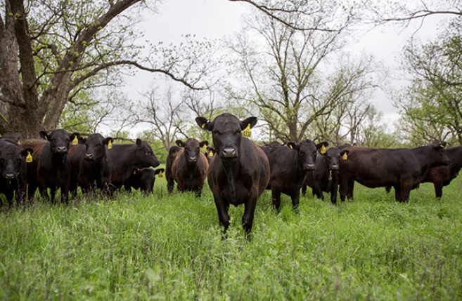 Maintaining Proper Leg and Foot Structure in Your Herd Can Benefit Cattle's Longevity and Productivity