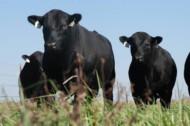 Genomic EPDs Help Producers Learn the Value of Prediction Accuracy When It Comes to Breeding