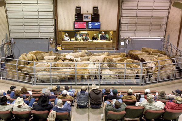 Cattle Market Hitting on All Cylinders Right Now, But CattleFax Serves this News with a Grain of Salt