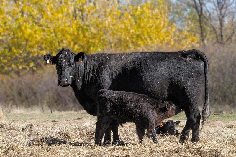 Alltech Researcher Maurice Boland Explains How to Push the Limits of Your Beef Cattle's Efficiency