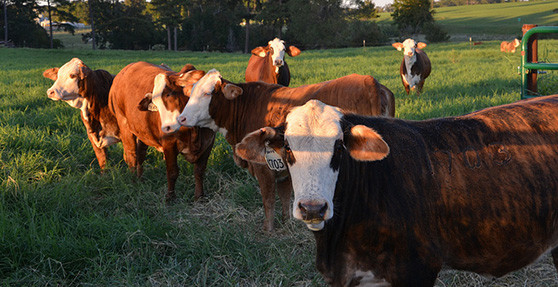 The US Beef Industry's New Norm - Staying Ahead of the Curve in Value-Added Management