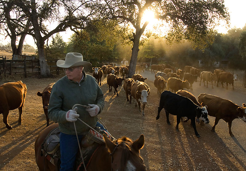 Cattle Market Economist Derrell Peel Looks into His Crystal Ball for What Lies Ahead in 2018 Markets