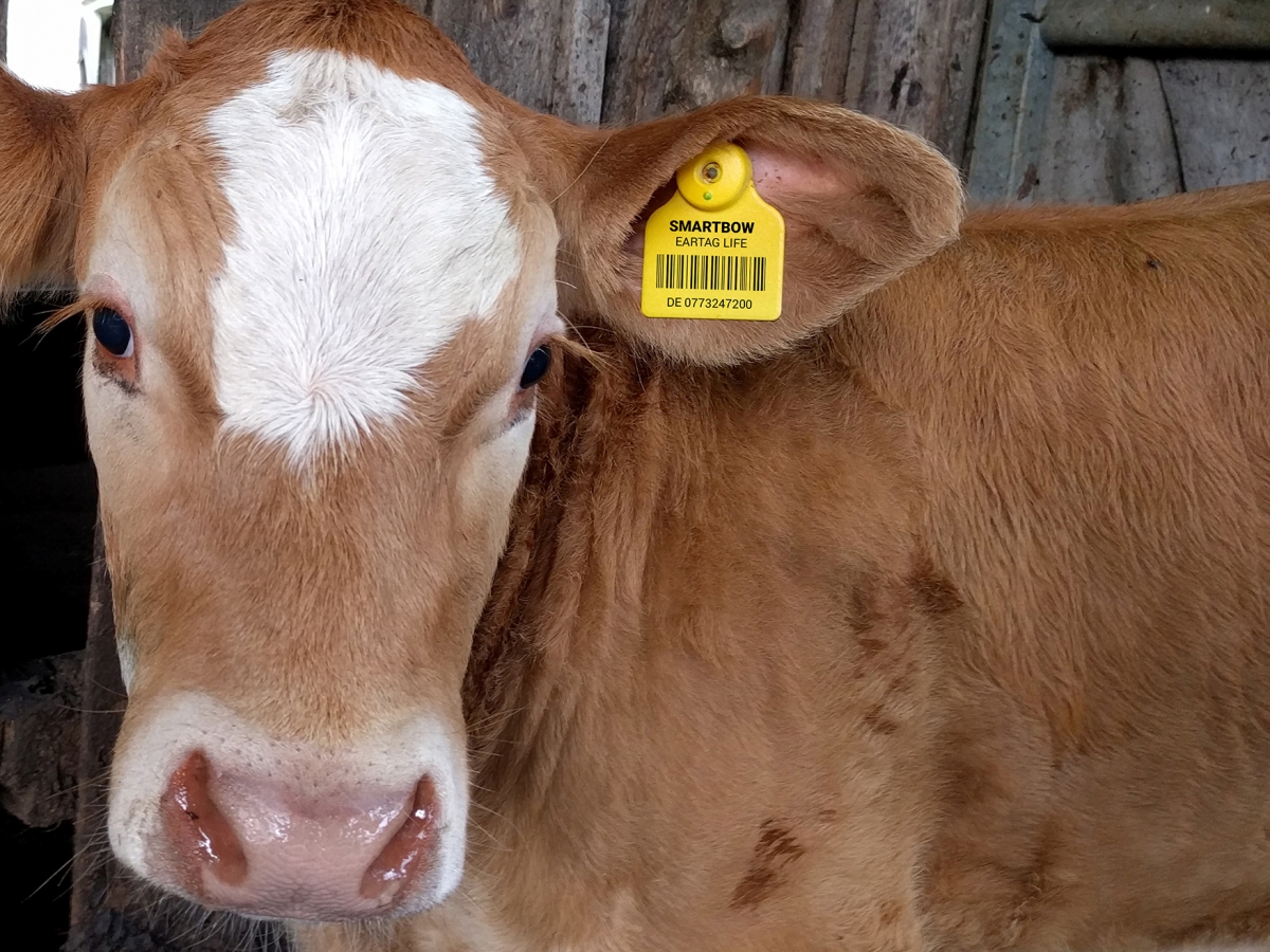 Traceability Programs Help Meet Our Customers Needs While Adding Value to Our Beef Supply Chain