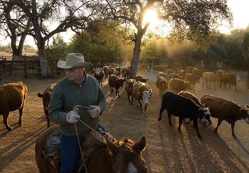 King Ranch Institute Working to Meet Industry's Need for Effective and Efficient Ranch Managers