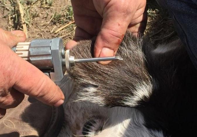 New Zoetis Implant, Synovex, Puts More Weight on Your Cattle and Less on Your Shoulders