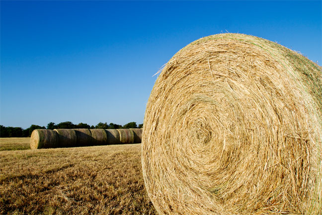 Price of Hay Surges as US Livestock Industry Grapples with Tightest Hay Stock Supply Since 2013