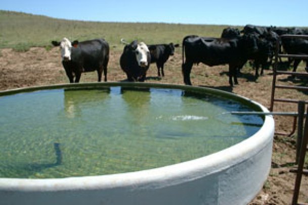 Are Your Cattle Getting Enough Water? Extension Specialist Justin Wagoner Shares His Summer Tips