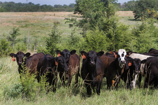 Noble Research Institute Project Yields Cutting-Edge Insight into Better Forage-Based Cattle Systems