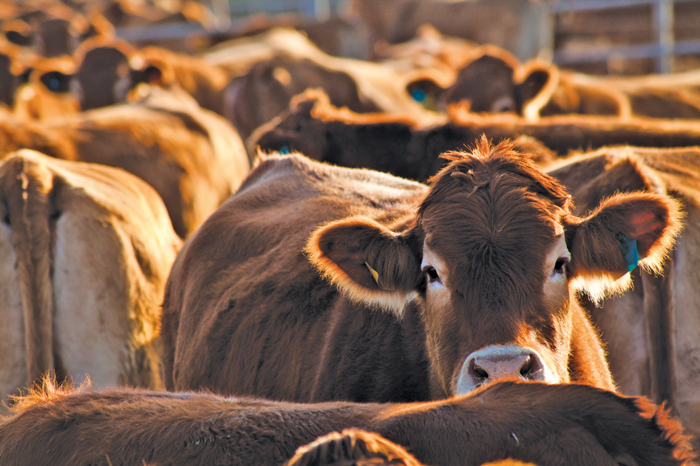 Changing the Rhythm - The Rise of Disruptive Technologies and Their Influence on the Beef Industry