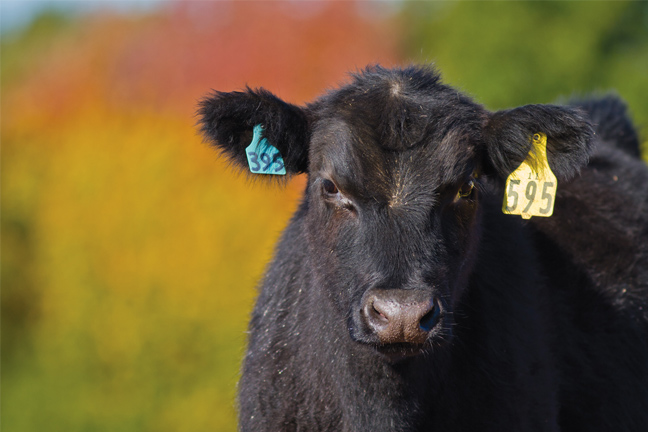 Witnessing a Revolution - Genomic Research, New Technology Continues to Advance Angus Breed