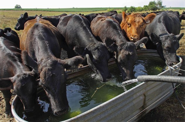 K-State's Megan Rolf Continues Search for Elusive Genetic Trait to Improve Cattle's Water-Efficiency