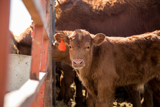 From Mama Cow to the Feedlot, Alltech's New Blueprint Nutrition Program Delivers Real Results
