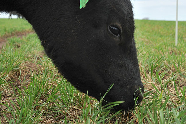 Derrell Peel Takes a Close Look at the Big Picture of Oklahoma's Beef Market Opportunities This Fall