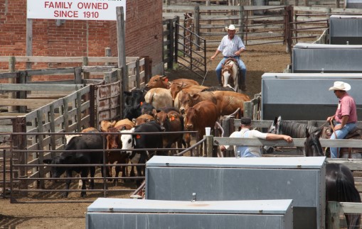 Chelsea Good of the Livestock Marketing Association Weighs in on the Cattle Traceability Debate