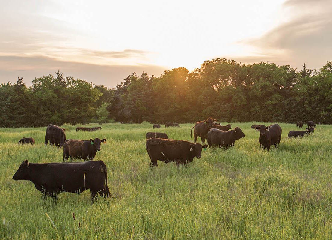 This Little-Known Fact Will Change the Way You Think About Greenhouse Gases, the Cattle Industry