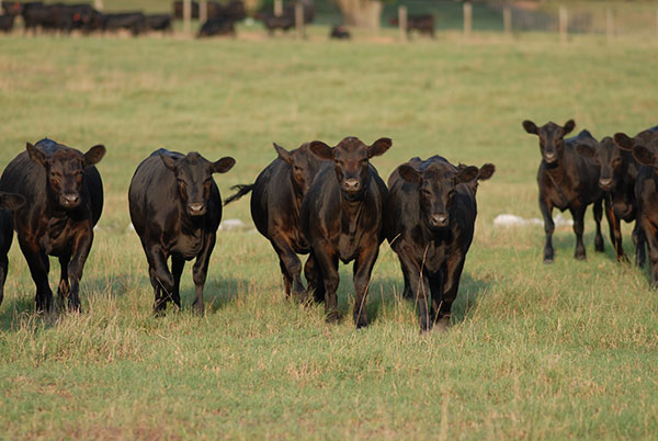 Selecting for Leg and Hoof Structure- Dr. Jennifer Bormann Says a Genetic Baseline is Being Developed