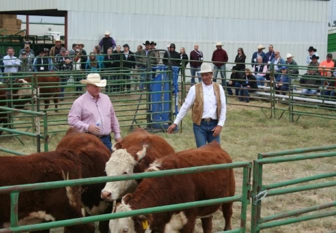 BQA Program Continues to Benefit, Improve US Beef Industry as More Producers Commit to Quality