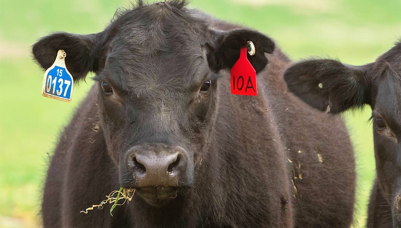 One Perspective on Animal ID and the Moving of the Cattle Industry Toward Electronic Ear Tags