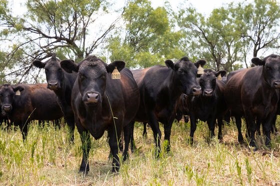 American Angus Association Rolls Out New Genomically Enhanced EPD Index Data Set
