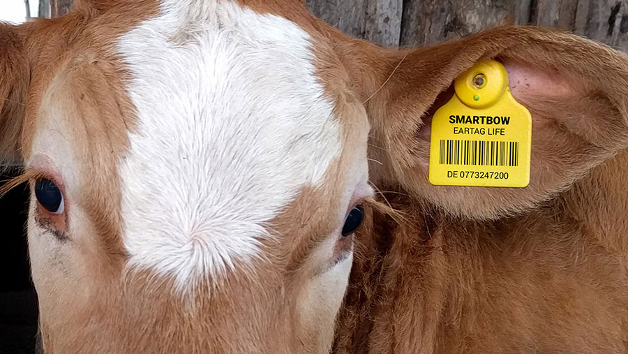 Traceability Continues to Cause Division Among Producers as Industry Vets System�s Pros and Cons