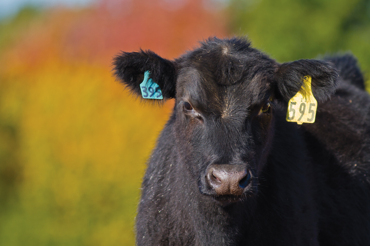 Certified Angus Beef Continues Record Sales Growth to Benefit Angus Purebred Owners