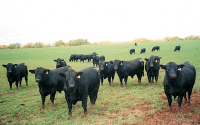 Cattle Producers Facing Slow Start for Wheat Pasture 