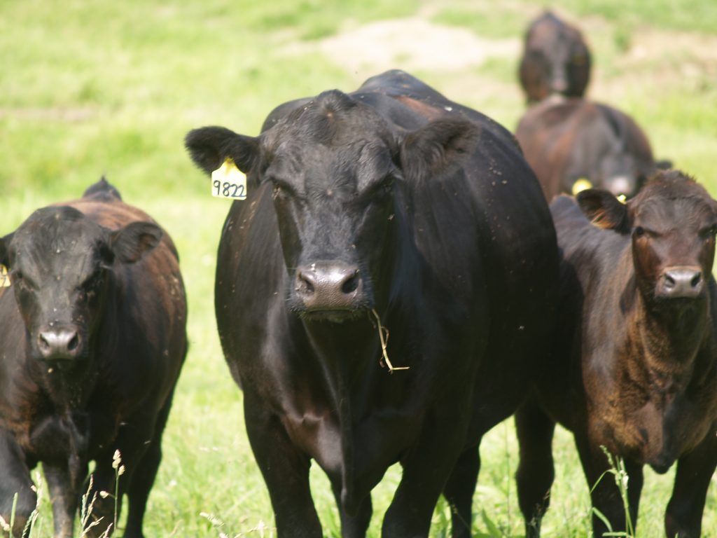 ICYMI- OSU's Janeen Salak-Johnson Tells Cattle Producers Being Open to Doing Things Differently Can Save Your Industry