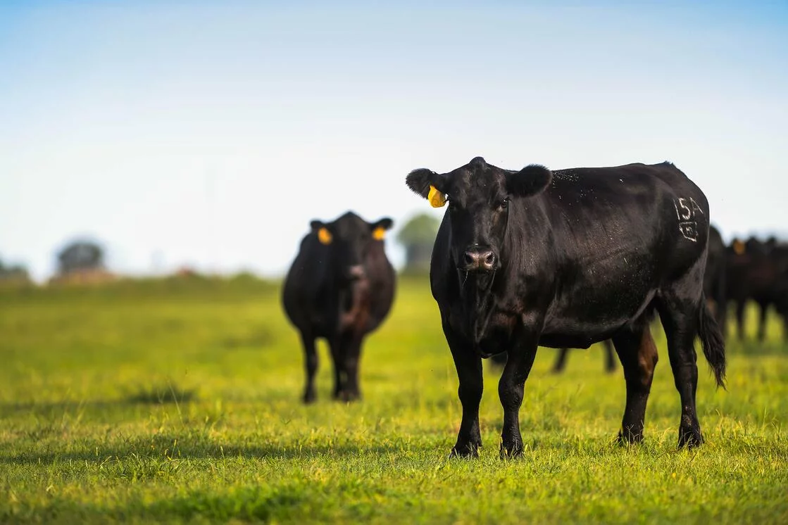 When They Meet the Criteria of the Certified Angus Beef Program, Those Calves Are Worth More