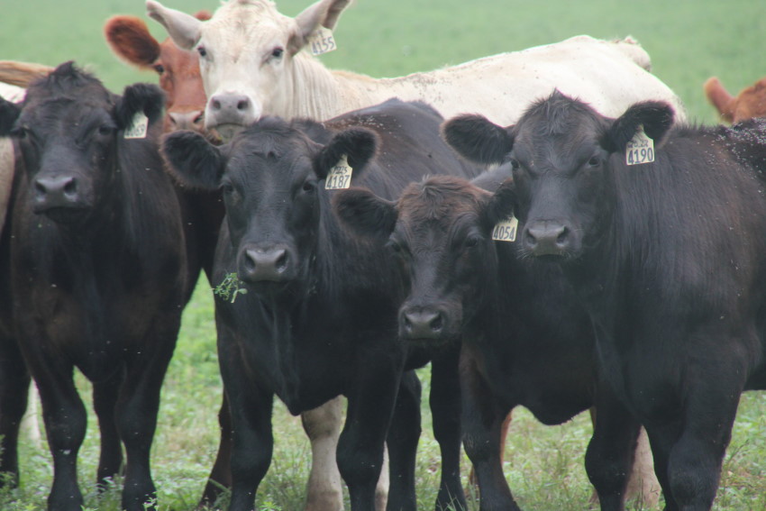 Dr. Derrell Peel Sees No Big Surprises from Friday�s USDA Cattle Inventory Report