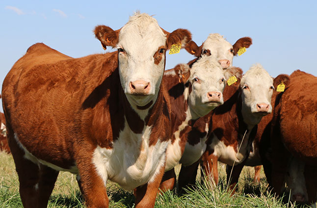 Getting The Facts Straight About Bovine Coronavirus And COVID-19