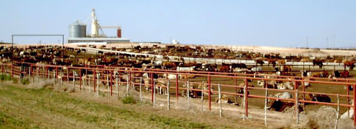 Latest Cattle on Feed Report Shows Why There is a Ripple Effect Happening in The Cattle Processing Chain as Cattle Are Being Backed Up  Into May and June