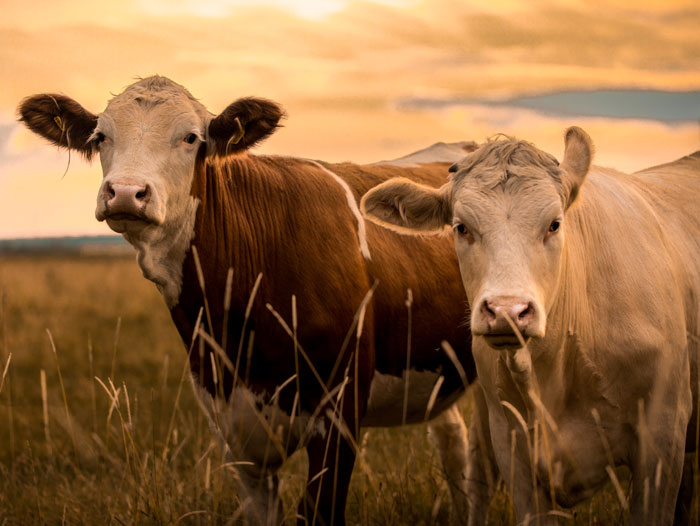 New 5-Year Long-Range Plan To Help Cattle Producers Unveiled at NCBA Summer Business Meeting