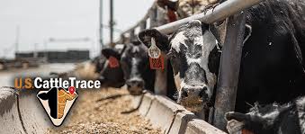 U.S. CattleTrace Is a New Organization Focused On Beef Cattle Traceability