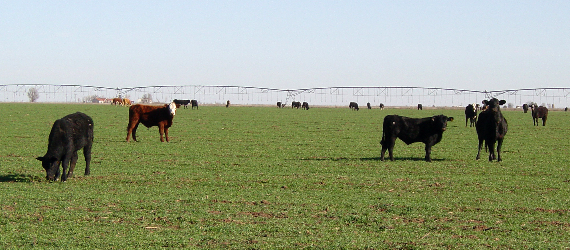 OSU Extension Livestock Economist Dr. Derrell Peel Says Conditions Exist For Good Profit Margins For Grazing Stocker Calves On Wheat Pasture This Year