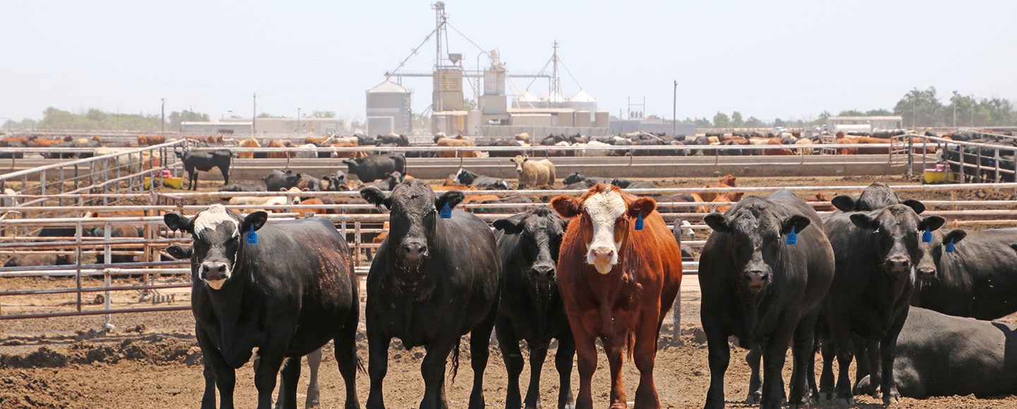 Time for Profitability in Feed Yards is Now Says KSU Livestock Economist Dr. Glynn Tonsor