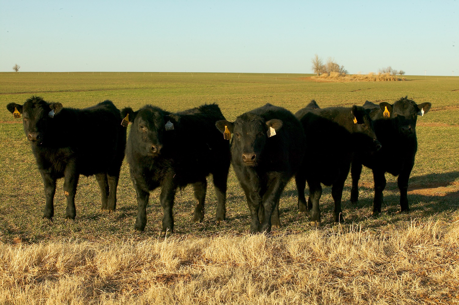 OSU's Derrell Peel Explains Why Feeder and Stocker Cattle Prices Have Been Under Pressure in Recent Days