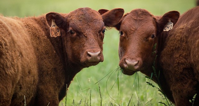 Good Animal Husbandry Can Help Reduce BRD Says Dr. Jim Sears, Elanco Animal Health